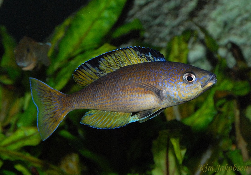 Cyprichromis sp. 'brilliant jumbo' Kitumba